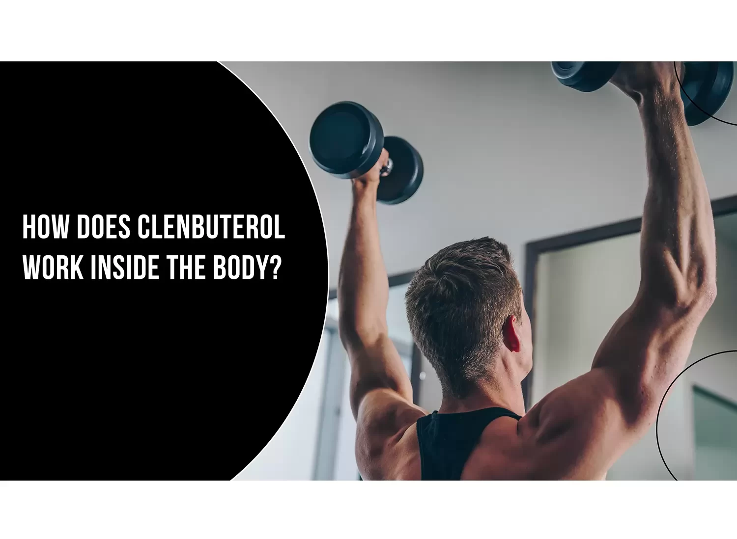 How does Clenbuterol work